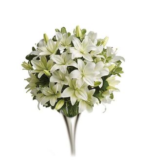 Lys Blanc